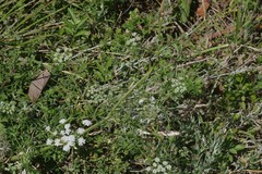 Ammi majus