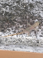 Hemidactylus garnotii