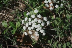 Ammi majus
