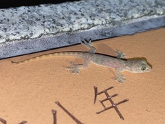 Hemidactylus garnotii