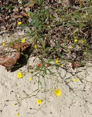 Croptilon divaricatum