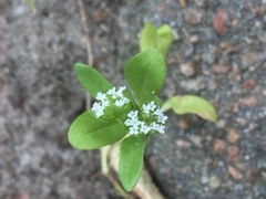 Valerianella locusta