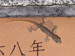 Hemidactylus garnotii