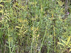 Hypericum kalmianum