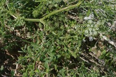 Ammi majus