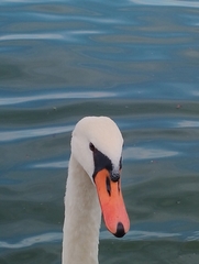 Cygnus olor