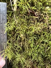 Rhytidiadelphus loreus