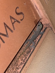 Hemidactylus garnotii