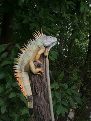 Iguana iguana