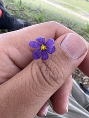 Sisyrinchium scabrum