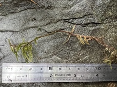 Rhytidiadelphus loreus