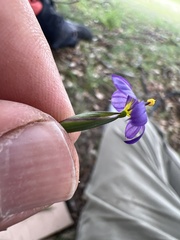 Sisyrinchium scabrum