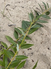 Salix myricoides