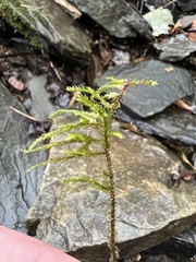 Rhytidiadelphus loreus