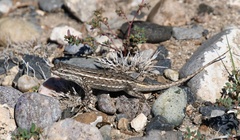 Sceloporus cowlesi
