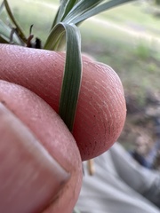 Sisyrinchium scabrum