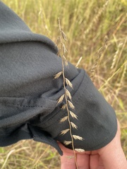 Bouteloua curtipendula