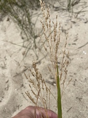 Panicum miliaceum
