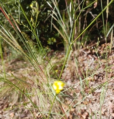 Croptilon divaricatum