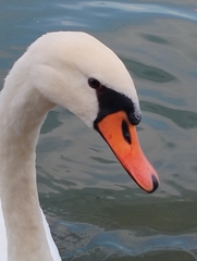 Cygnus olor