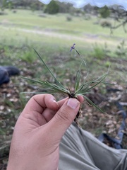 Sisyrinchium scabrum