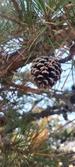 Pinus rigida
