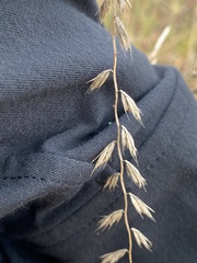 Bouteloua curtipendula