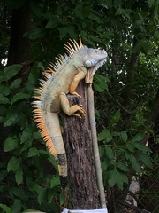 Iguana iguana