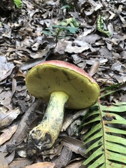 Butyriboletus