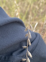 Bouteloua curtipendula