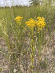 Solidago ohioensis