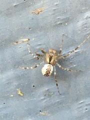 Pityohyphantes