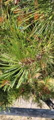 Pinus rigida