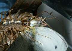 Thereuonema tuberculata