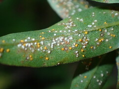 Coleosporium solidaginis