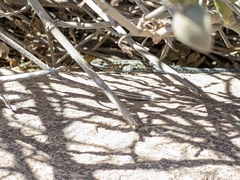 Uta stansburiana elegans