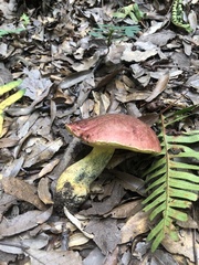Butyriboletus