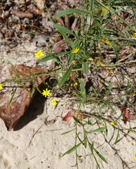 Croptilon divaricatum