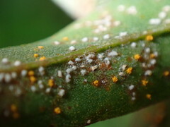 Coleosporium solidaginis