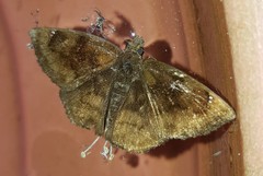 Nisoniades bipuncta