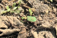 Cicindela campestris