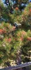 Pinus rigida
