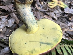 Butyriboletus