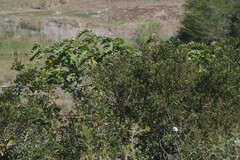 Solanum chrysotrichum