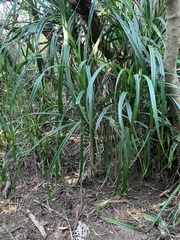 Pandanus odorifer