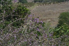 Ehretia rigida