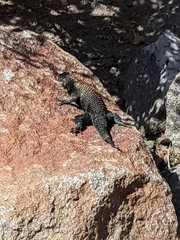 Sceloporus orcutti