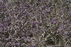 Ehretia rigida