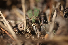 Cicindela campestris
