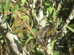 Charaxes jasius